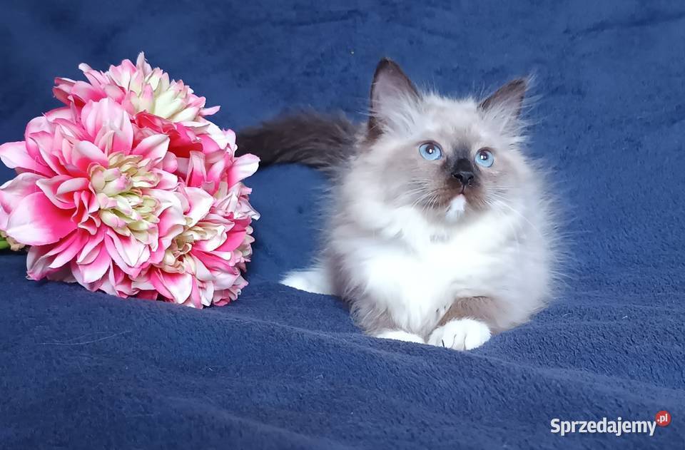 Koty Syberyjskie Neva Masquerade LUKRECJA Syberyjski wielkopolskie Kwilcz