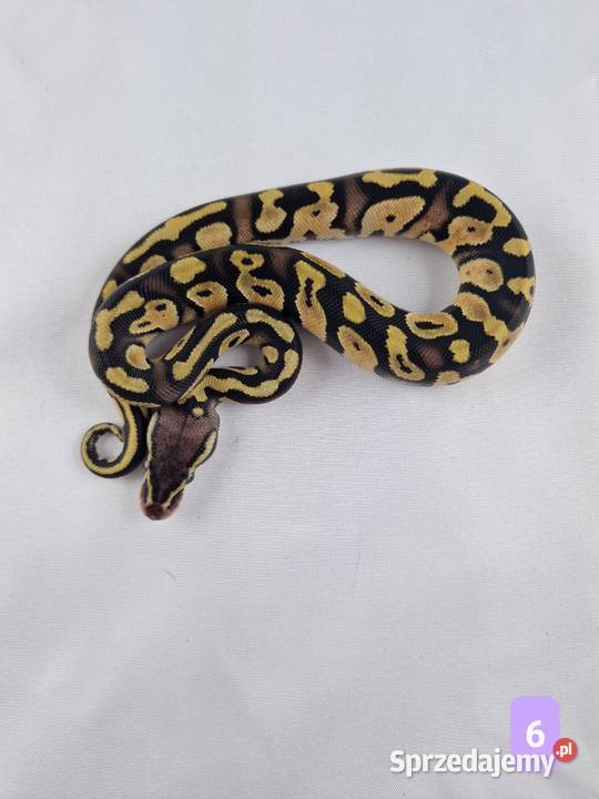 Pyton królewski python regius samiec Wrocław sprzedam