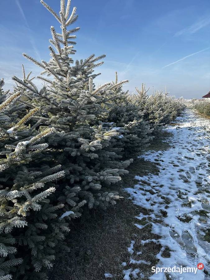 Choinka świerk srebrny Brzeziny