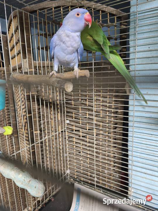 Aleksandretty Obrożne Poznań