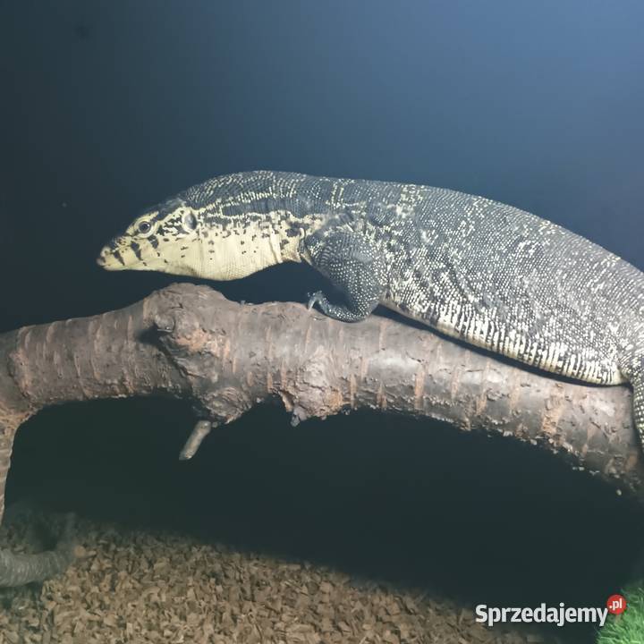 Para waranów leśnych Gady i płazy Kraśnik