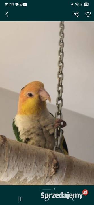 Barwinka bialo brzucha 15 samica Komorniki