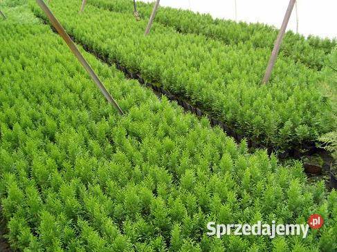 Tuja Smaragd 5060 P9 Szmaragd małopolskie Wawrzeńczyce
