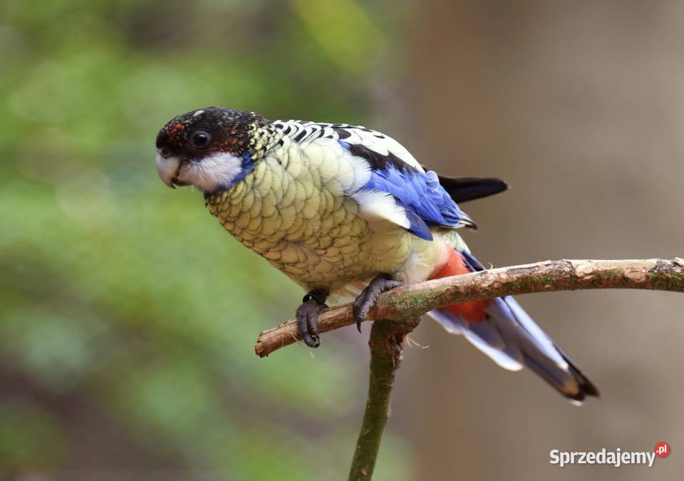 Rozella Platycercus venustus