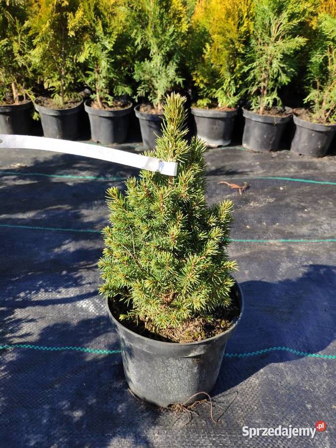 TUJA SZMARAGD 2570 PROMOCJA Thuja Smaragd lubuskie Nowa Jabłona sprzedam