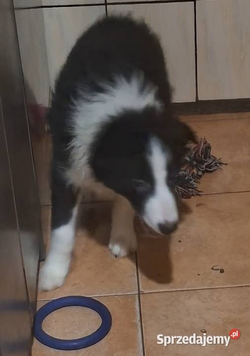Piękny piesek border collie Łódź