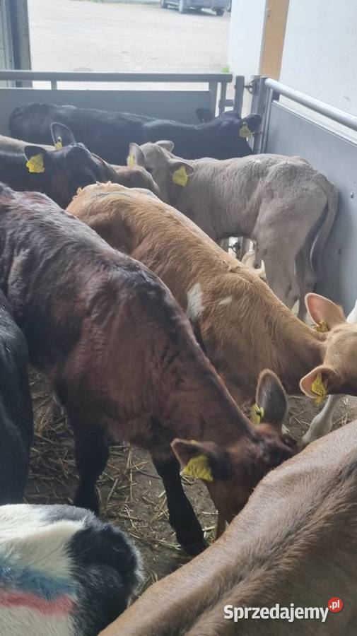 Byczki Jalowki Mięsne I mieszańce Bydło mazowieckie Sokołów Podlaski