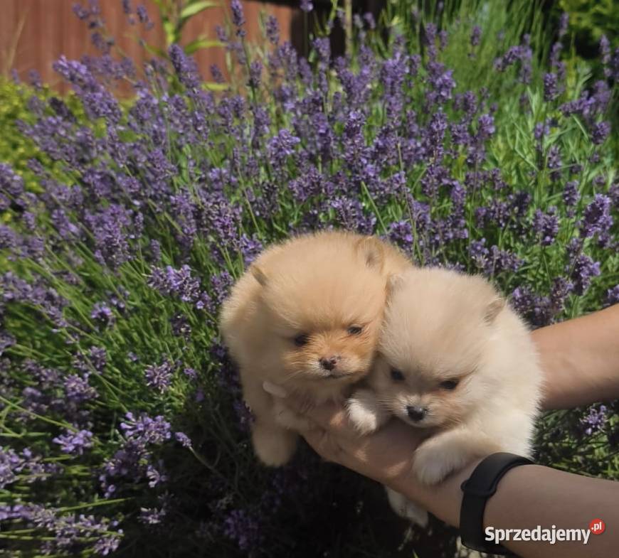 Szpic miniaturowy pomeranian Szpic miniaturowy Łęki Górne