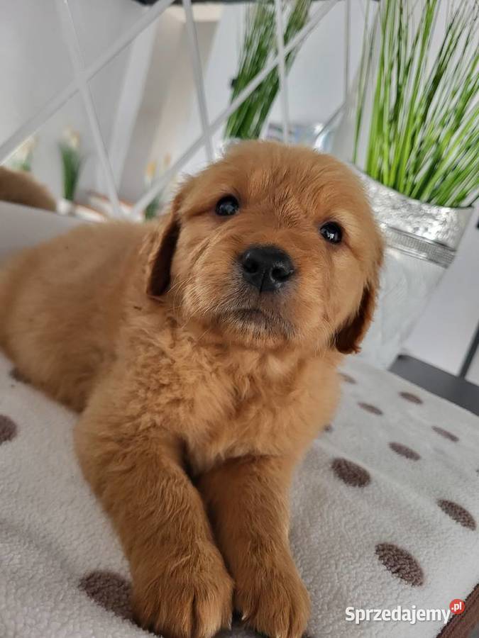 Chłopaki Golden retriever ciemno złote maluszki śląskie