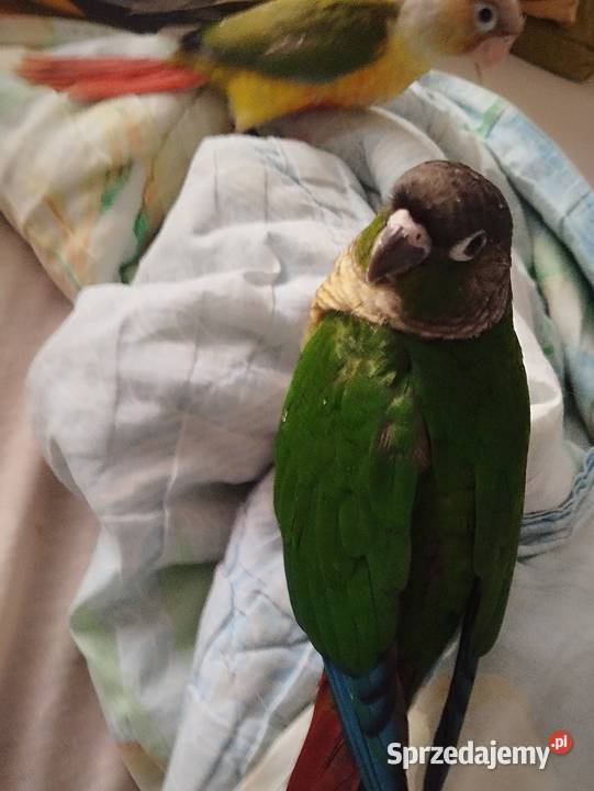 Rudosterki ręcznie karmione podkarpackie Rzeszów