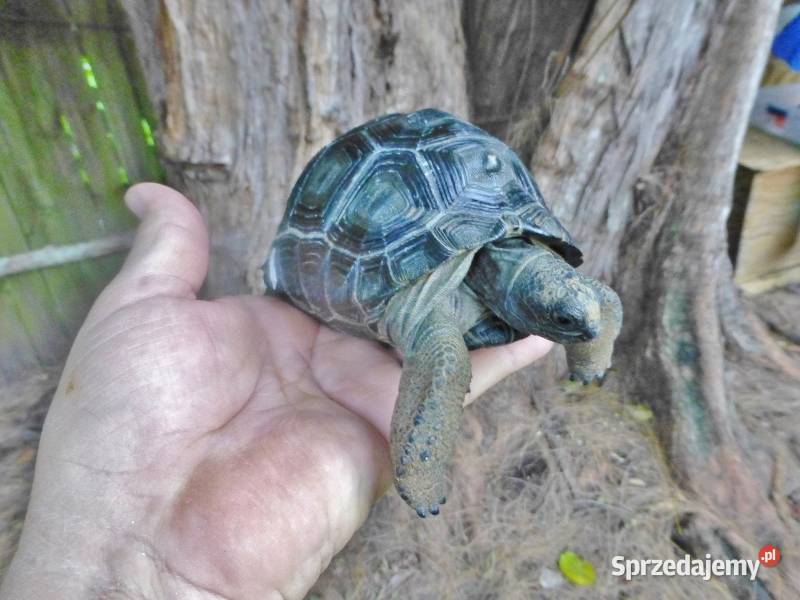 Geochelone Gigantea Giant aldabra tortoise wielkopolskie Poznań sprzedam