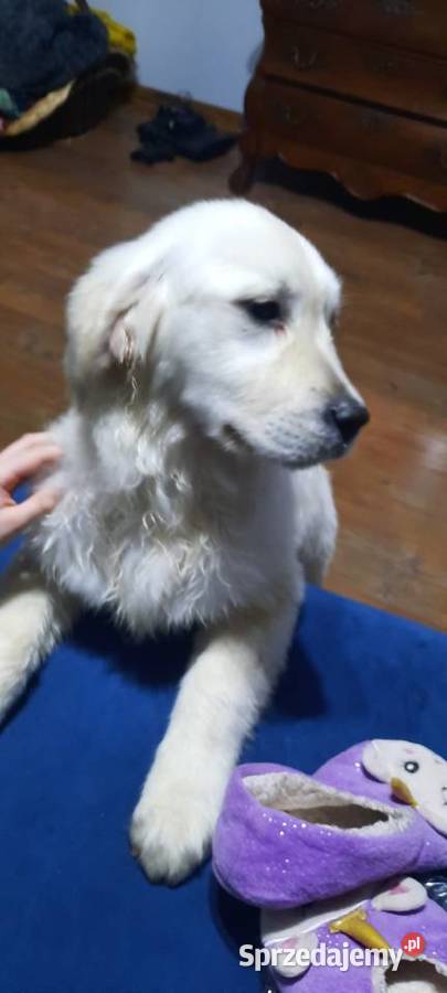 Piesek Golden Retriever Golden Retriever Krzywiń