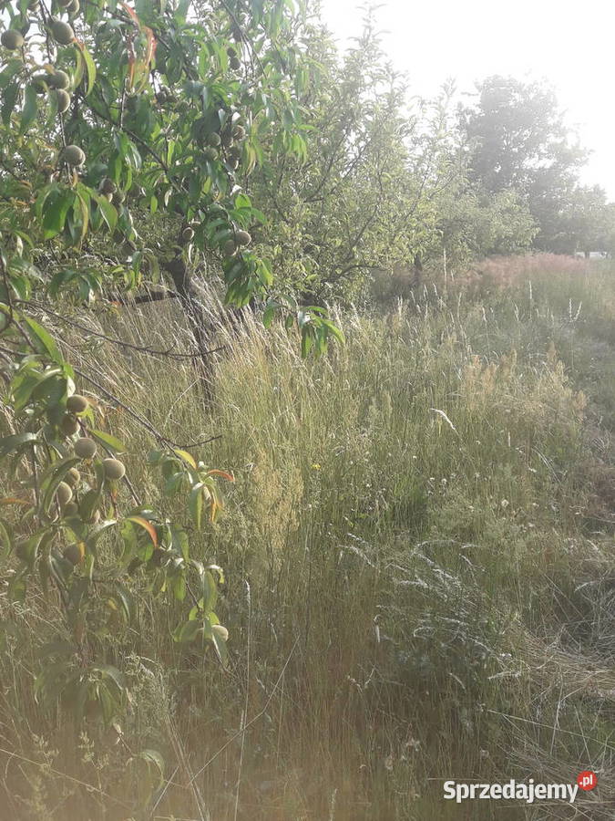 Koszenie wykaszanie usługi ogrodnicze Poznań