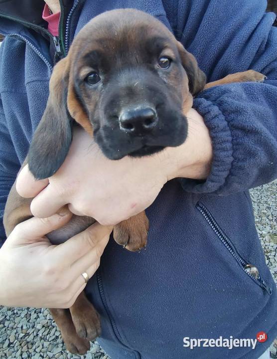 Posokowiec bawarski szczenięta Krosno