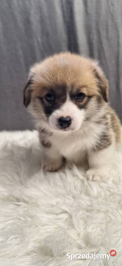 Welsh Corgi Pembroke ZKwP FCi Przystajń