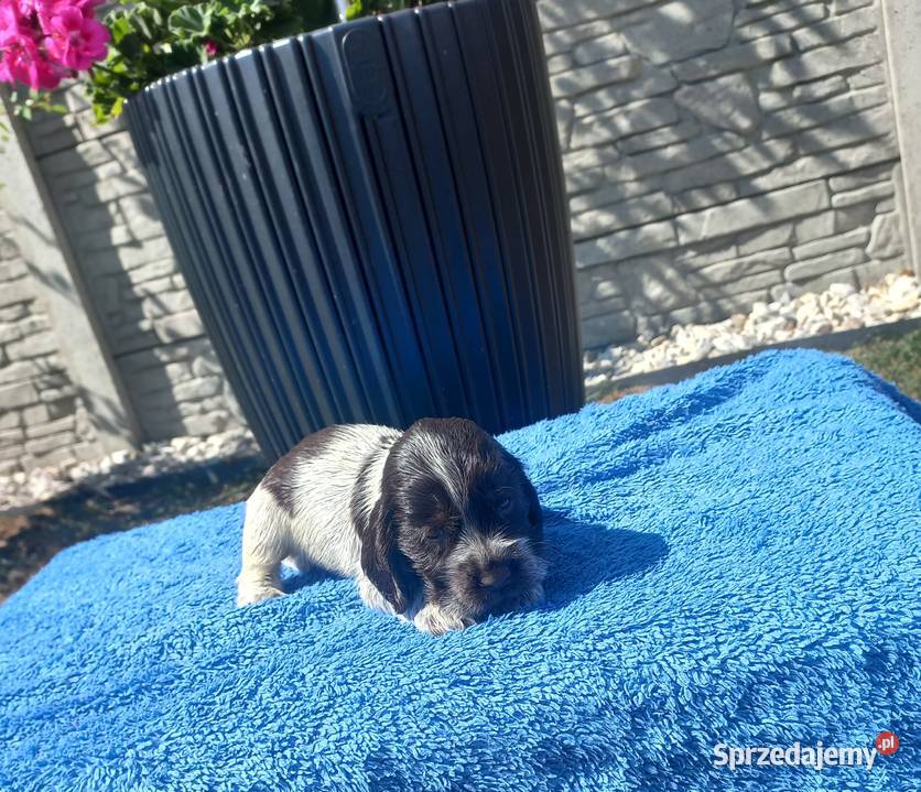Cocker Spaniel Angielski Piesek Jutrosin sprzedam