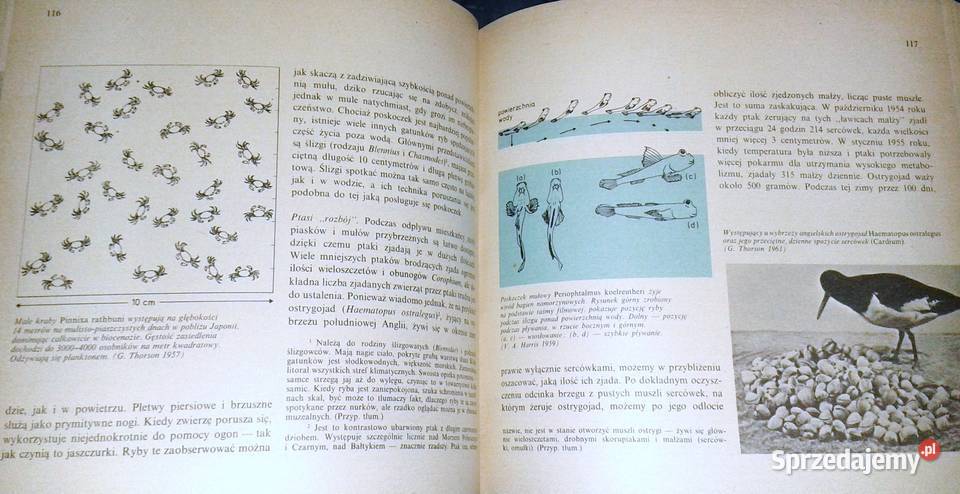 Życie w morzu Gunnar Thorson Chełm