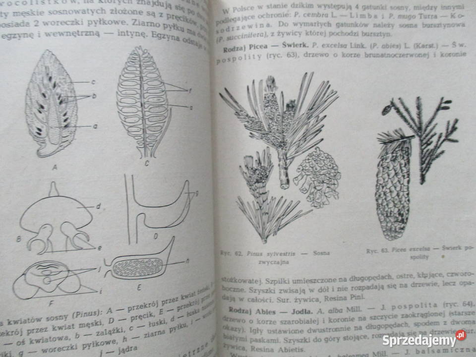 Systematyka roślin leczniczych Broda Mowszowicz