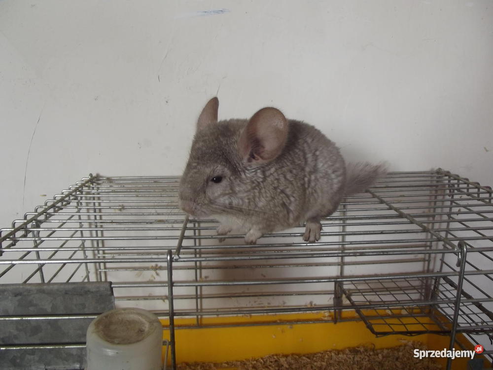 Szynszyle standard aksamitne i Iława