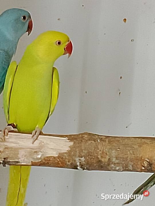 Aleksandretta obrożna samiec Strzeleczki