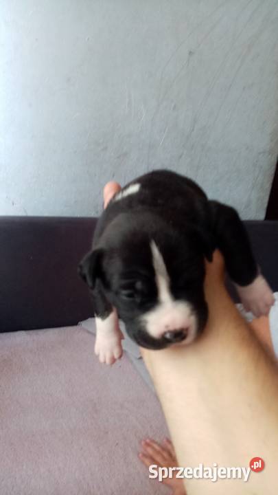 SUCZKA MARENGO Dąbrowa Górnicza