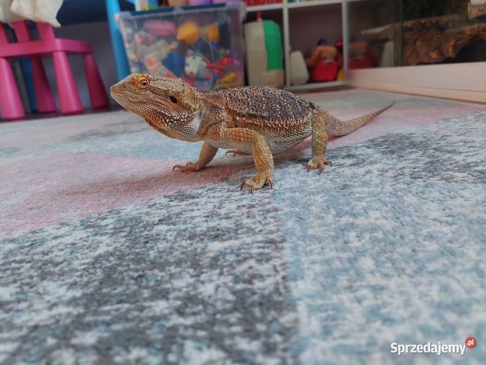 Agama brodata terrarium Frombork