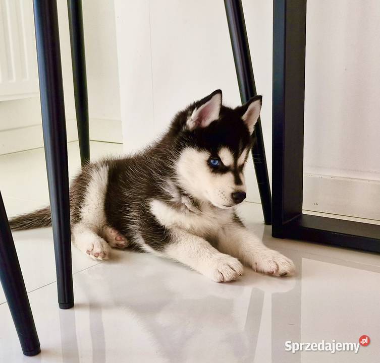 Siberian Husky FCI ZKwP piesek i szuczka Załęcze Wielkie