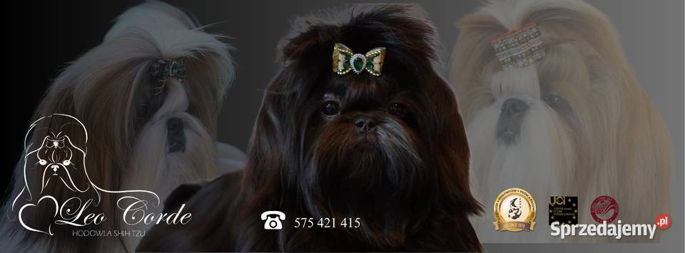 Shih tzu śliczne szczenięta Komarówka Podlaska