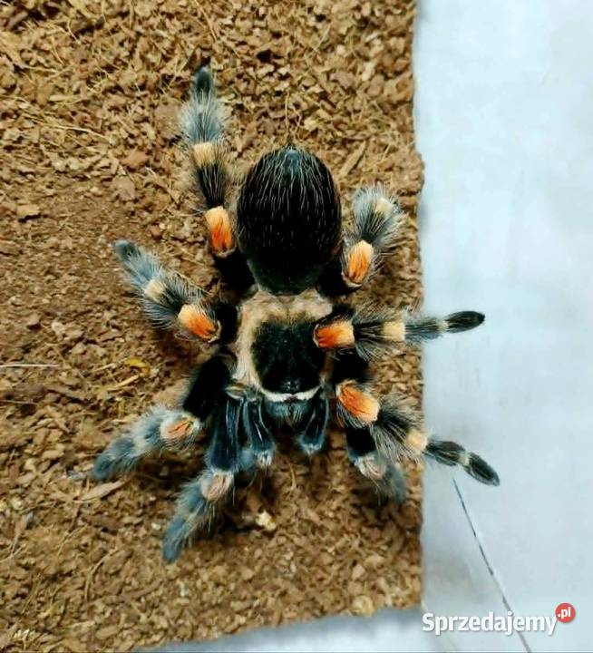 Brachypelma hamorii ptasznik 45 DC samiec małopolskie Gorlice