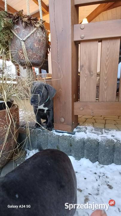 CANE CORSO BLUE piesek Bychawa sprzedam