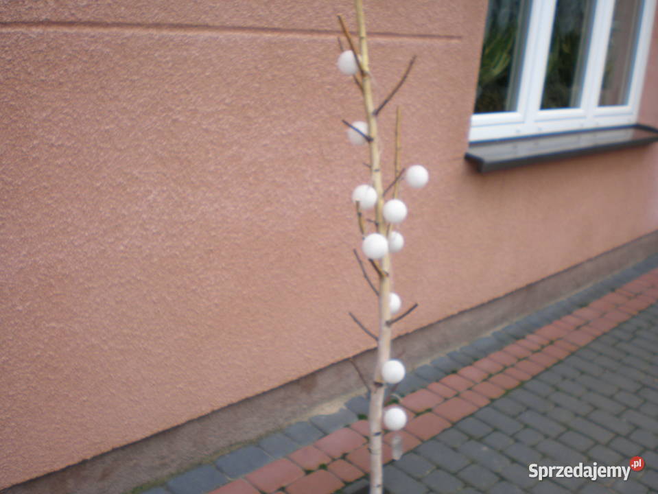 naturalny konar brzozy z kulami 10 led Siedlce sprzedam