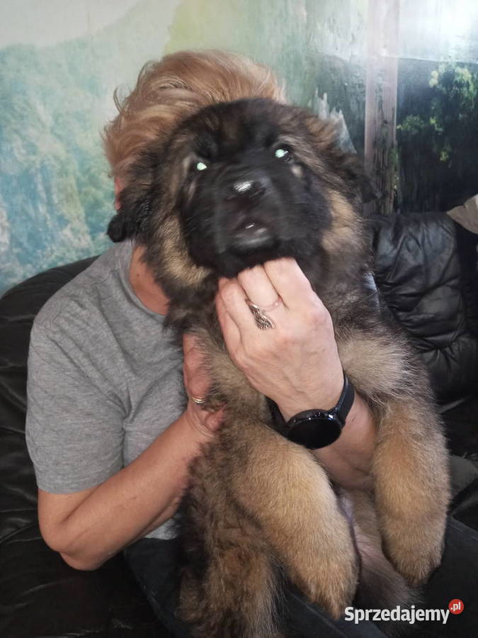 OWCZAREK NIEMIECKI DŁUGOWŁOSYSZCZENIĘTA Szczecin