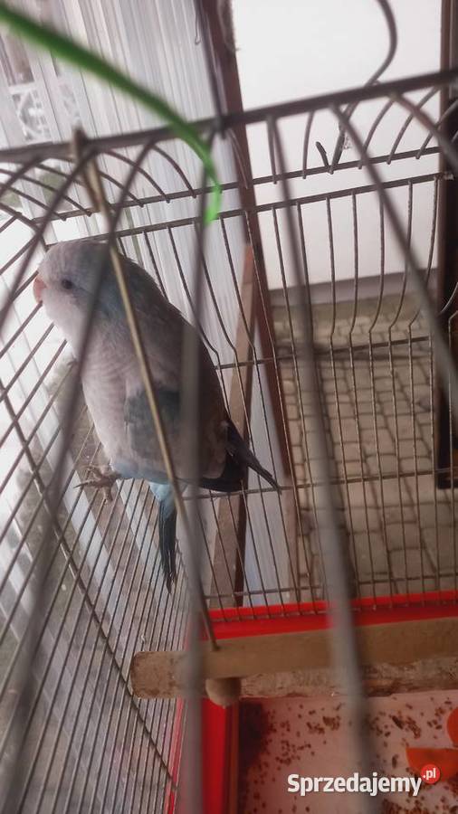 Mnicha Nizinna samiczka podkarpackie Krościenko Wyżne