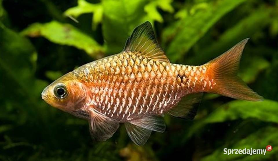 Brzanka różowa Pethia conchonius Barbus Gdańsk