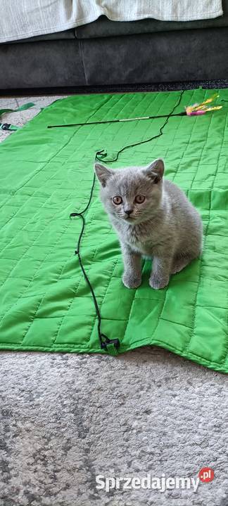 Kotek Brytyjski krótkowłosy niebieski Lalka Brwinów