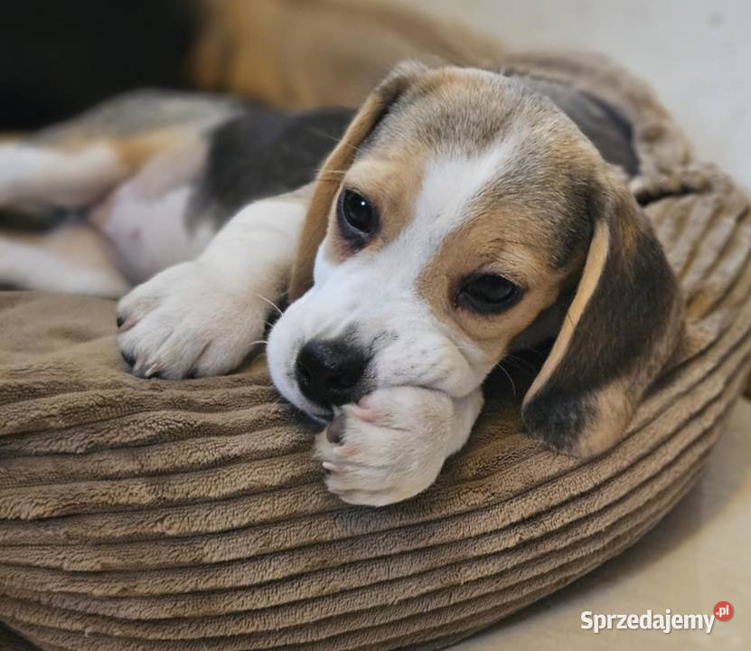 Cudowna dziewczynka Beagle championie