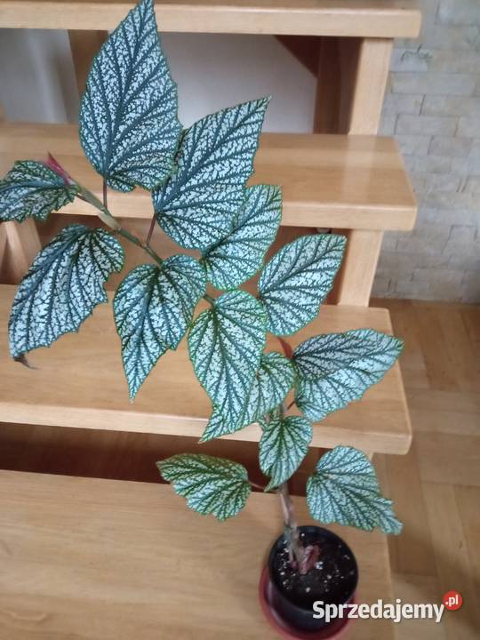 Kwiaty domowe podlaskie Białystok