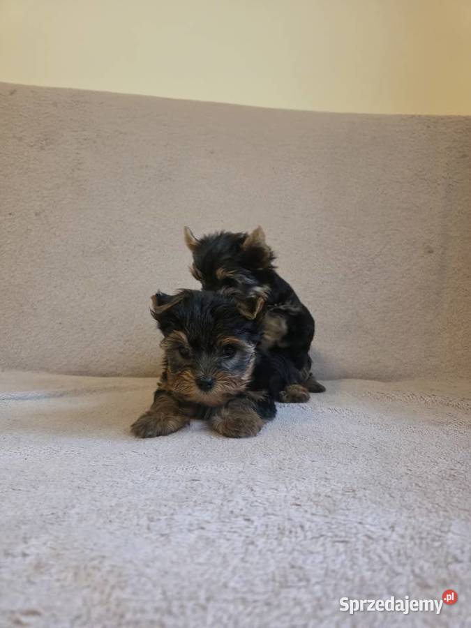 York yorkshire terrier szczeniak pieski suczki Pajęczno