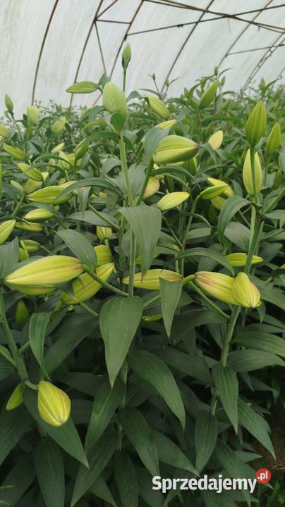 Lilie Cięte kwiaty Radzymin