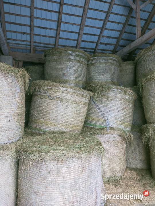 Bele siana słomy sianokiszonki Brańsk