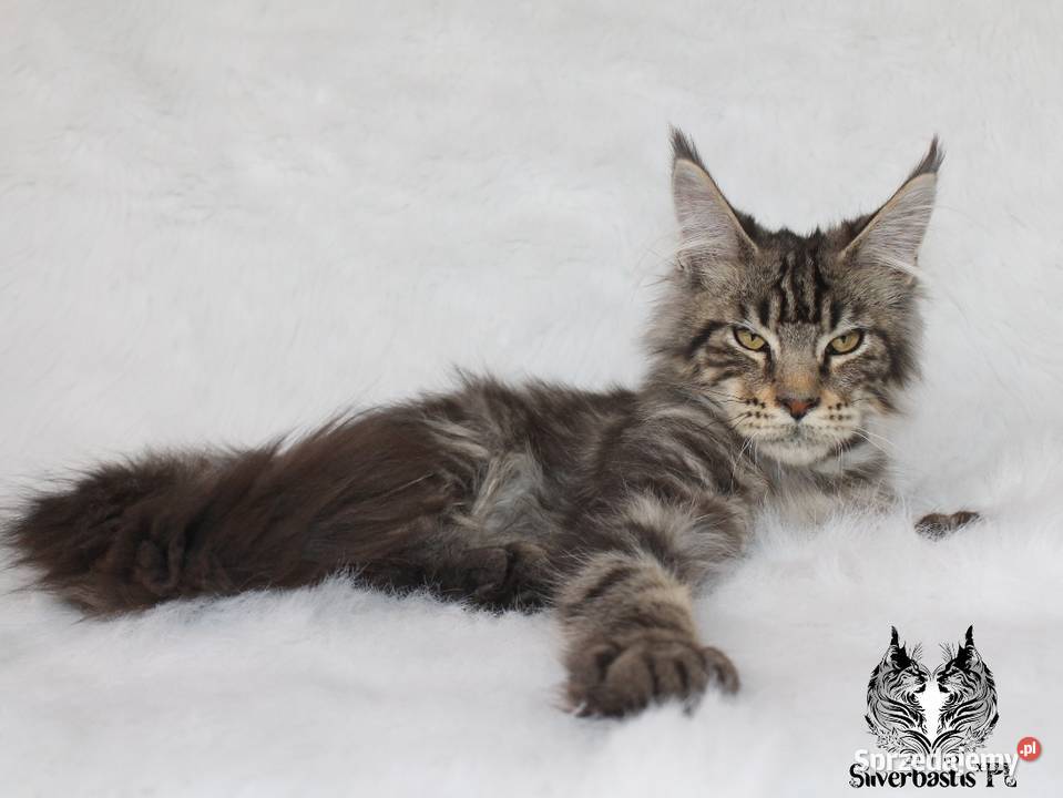 Kocurek Maine Coon kociego behawiorysty Nowa Ruda