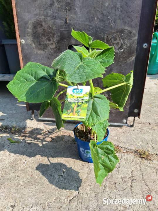 drzewo tlenowe paulownia Liściaste Kraków