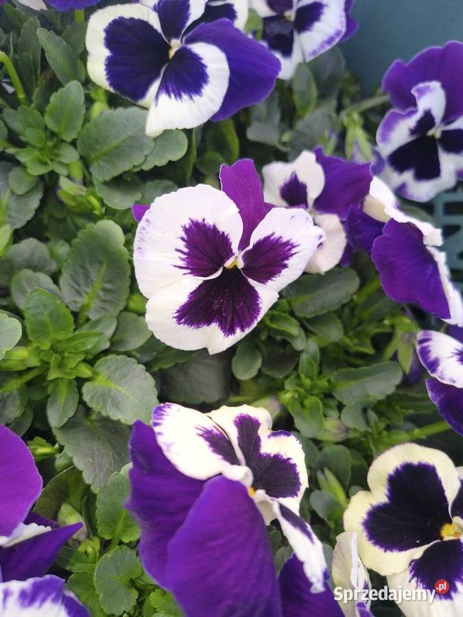 Sprzedam bratki Dziurów sprzedam