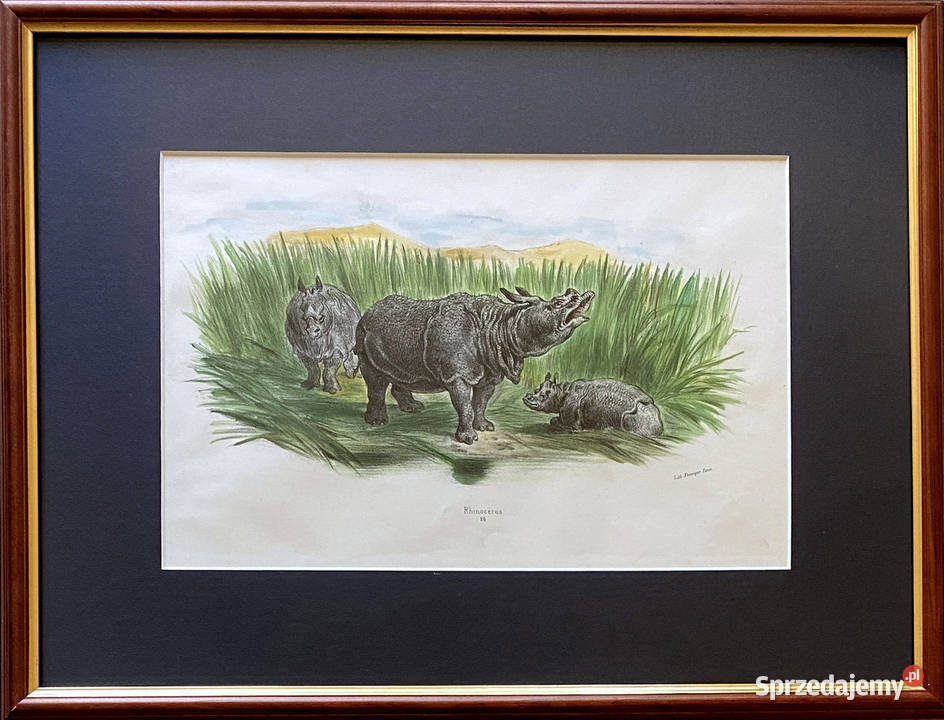 Francuska Litografia XIX wiek Nosorożec Warszawa sprzedam