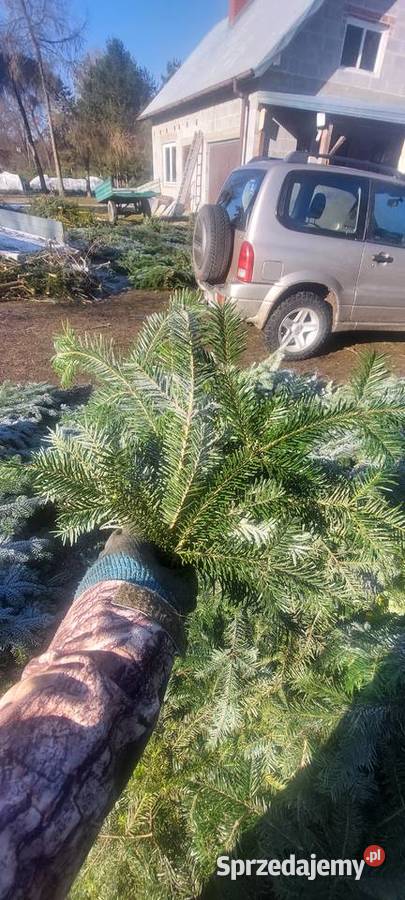 Drobne gałązki Stroisz Jodła pospolita mazowieckie Osuchów sprzedam