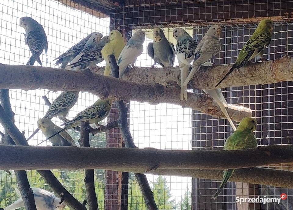 Papugi faliste małopolskie Wieliczka sprzedam