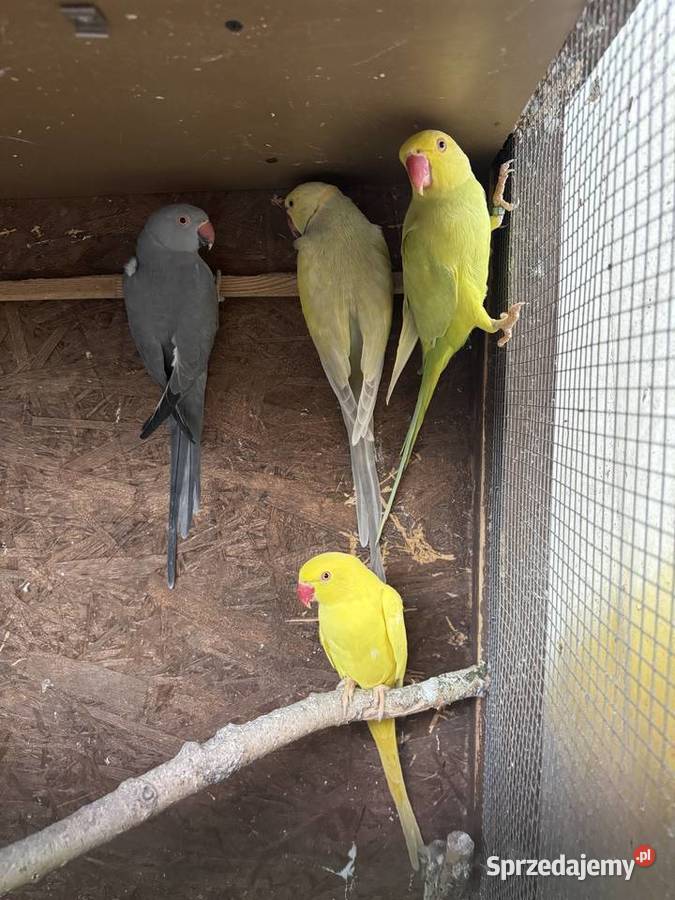 Papugi Papuga Aleksandretty Aleksandretta Warszawa sprzedam