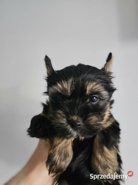 Suczka Yorkshire Terrier Black Tan Częstochowa