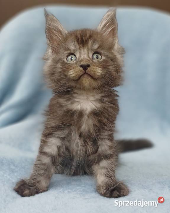 Maine Coon kocurek ns rodowód Fpl Olkusz