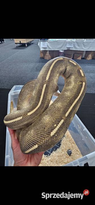 Piękny duży samiec pyton królewski mojave pomorskie Słupsk sprzedam